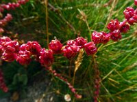 Beta vulgaris ssp vulgaris 36, Gekweekte biet,, Saxifraga-Hans Grotenhuis