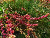 Beta vulgaris ssp vulgaris 37, Gekweekte biet, Saxifraga-Hans Grotenhuis