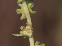 Beta vulgaris ssp vulgaris 4, Gekweekte biet, Saxifraga-Rutger Barendse