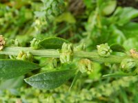 Beta vulgaris ssp vulgaris 7, Gekweekte biet, Saxifraga-Rutger Barendse
