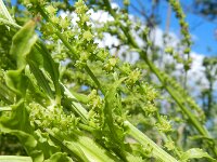 Beta vulgaris ssp vulgaris 8, Gekweekte biet, Saxifraga-Rutger Barendse