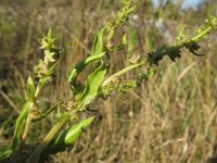 Beta vulgaris ssp vulgaris 9, Biet, Saxifraga-Rutger Barendse