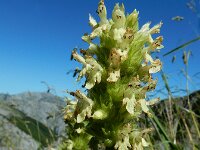 Betonica alopecuros