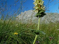 Betonica alopecuros 2, Saxifraga-Ed Stikvoort : pas Pandebano - Naranjo de Bulnes s9900