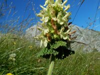 Betonica alopecuros 3, Saxifraga-Ed Stikvoort : pas Pandebano - Naranjo de Bulnes s9900