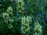 Betonica alopecuros 4, Saxifraga-Ed Stikvoort : pas Pandebano - Naranjo de Bulnes s9900