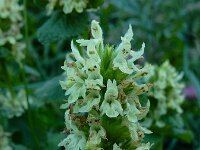 Betonica alopecuros 5, Saxifraga-Ed Stikvoort : pas Pandebano - Naranjo de Bulnes s9900