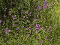 Betonica officinalis 4, Betonie, Saxifraga-Jan van der Straaten