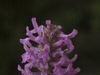 Betonica officinalis 5, Betonie, Saxifraga-Jan van der Straaten