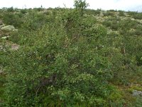 Betula pendula, Silver Birch