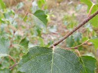 Betula pendula 28, Ruwe berk, Saxifraga-Rutger Barendse