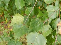 Betula pendula 29, Ruwe berk, Saxifraga-Rutger Barendse