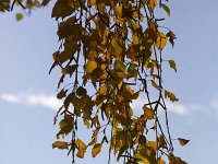 Betula pendula 42, Ruwe berk, Saxifraga-Roel Meijer  Autumn leaves of Silver Birch (Betula pendula) on blue sky : autumn, autumnal, change, fall, flora, floral, growth, leaf, leaves, natural, nature, betula, betula pendule, birch, blue sky, silver birch, tree, twig, twigs, green, yellow