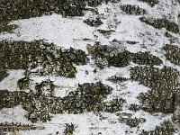 Bark of Silver birch (Betula pendula) with several species of lichens  Bark of  Silver birch (Betula pendula) with several species of lichens : natural, nature, tree, betula, betula pendula, birch, contrast, flora, floral, plant, silver birch, bark, pattern, black and white, lichen, lichens, texture, textured