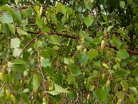 Betula pendula 49, Ruwe berk, Saxifraga-Ed Stikvoort