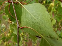 Betula pendula 54, Ruwe berk, Saxifraga-Ed Stikvoort