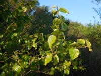 Betula pendula 55, Ruwe berk, Saxifraga-Ed Stikvoort