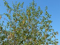 Betula pubescens 11, Zachte berk, Saxifraga-Ed Stikvoort