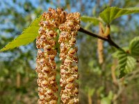 Betula pubescens 13, Zachte berk, Saxifraga-Ed Stikvoort
