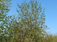 Betula pubescens 14, Zachte berk, Saxifraga-Ed Stikvoort