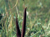 Biarum tenuifolium 2, Saxifraga-Jan de Laat