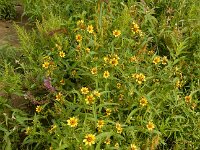 Bidens cernua 29, Knikkend tandzaad, Saxifraga-Ed Stikvoort