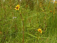 Bidens cernua 31, Knikkend tandzaad, Saxifraga-Ed Stikvoort