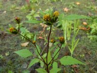 Bidens frondosa 20, Zwart tandzaad, Saxifraga-Ed Stikvoort : rattenstaartgras Grevelingendam s9900