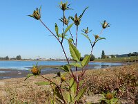 Bidens frondosa 23, Zwart tandzaad, Saxifraga-Ed Stikvoort