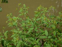 Bidens frondosa 24, Zwart tandzaad, Saxifraga-Ed Stikvoort