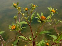 Bidens frondosa 25, Zwart tandzaad, Saxifraga-Ed Stikvoort