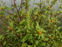 Bidens frondosa 26, Zwart tandzaad, Saxifraga-Ed Stikvoort
