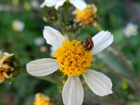 Bidens pilosa 2, Saxifraga-Rutger Barendse