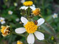 Bidens pilosa 3, Saxifraga-Rutger Barendse