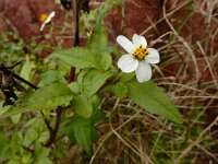 Bidens pilosa 4, Saxifraga-Ed Stikvoort