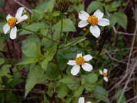 Bidens pilosa 6, Saxifraga-Ed Stikvoort