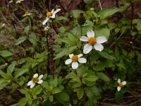 Bidens pilosa 7, Saxifraga-Ed Stikvoort