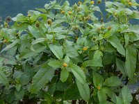 Bidens pilosa 9, Saxifraga-Ed Stikvoort
