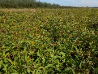 Bidens radiata 10, Riviertandzaad, Saxifraga-Ed Stikvoort : Beuningerwaard en Ewijkplaat s9900