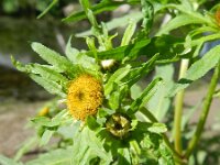 Bidens radiata 2, Riviertandzaad, Saxifraga-Rutger Barendse