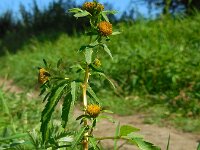 Bidens radiata 7, Riviertandzaad, Saxifraga-Ed Stikvoort