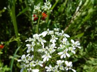 Bifora radians 2 Holzaad, Saxifraga-Rutger Barendse