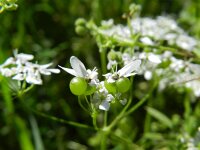 Bifora radians 3, Holzaad, Saxifraga-Rutger Barendse