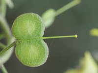 Biscutella cichoriifolia 4, Saxifraga-Rutger Barendse