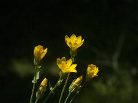 Blackstonia perfoliata 10, Bitterling, Saxifraga-Jan van der Straaten