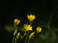 Blackstonia perfoliata 10, Zomerbitterling, Saxifraga-Jan van der Straaten