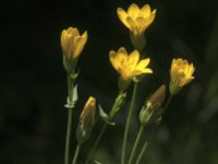 Blackstonia perfoliata 12, Zomerbitterling, Saxifraga-Jan van der Straaten