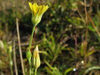 Blackstonia perfoliata 7, Bitterling, Saxifraga-Rutger Barendse