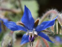Borago officinalis 33, Bernagie, Saxifraga-Sonja Bouwman
