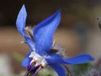 Borago officinalis 34, Bernagie, Saxifraga-Sonja Bouwman
